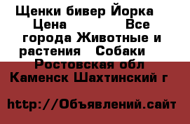 Щенки бивер Йорка  › Цена ­ 30 000 - Все города Животные и растения » Собаки   . Ростовская обл.,Каменск-Шахтинский г.